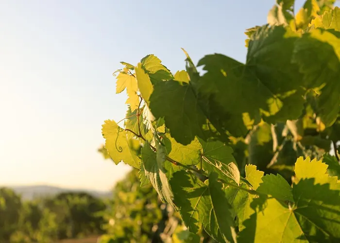 Casa Do Vito Villa *